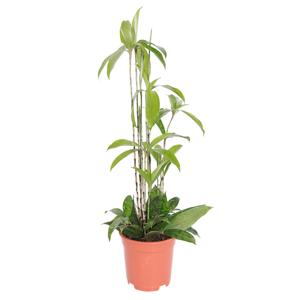Dracaena Surculosa - P 17 cm