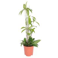 Dracaena Surculosa - P 17 cm