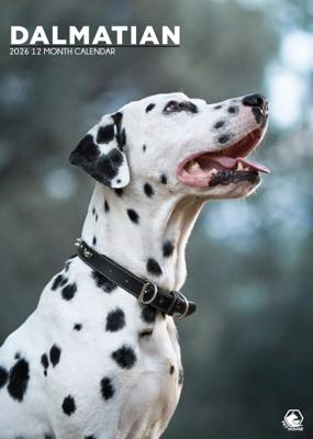 Dalmatier A3 Kalender 2026