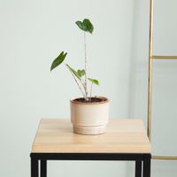 Alocasia Zebrina Variegata - P9