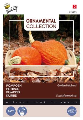 Ornamental pompoen golden hubbard - Buzzy