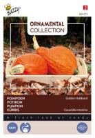 Ornamental pompoen golden hubbard - Buzzy