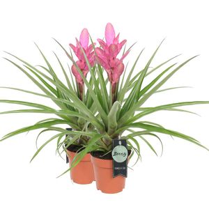 Bromelia Tillandsia Antonio 2 stuks