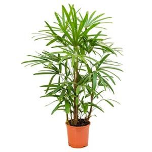 Rhapis excelsa S bamboepalm kamerplant