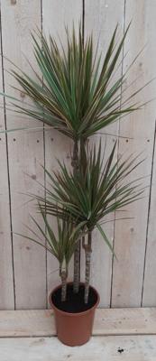 Kamerplant Dracaena Marginata - Warentuin natuurlijk