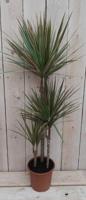 Kamerplant Dracaena Marginata - Warentuin natuurlijk