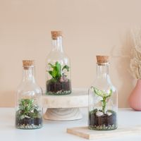 Terrarium set - 3 stuks