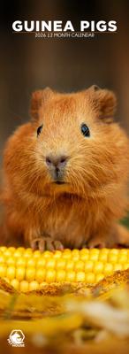 Cavia Slimline Kalender 2026