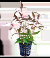 AquaVitaal Alternanthera Reinecki Mini
