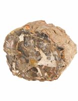 Fossiel Hout aangepolijst (Model 3)