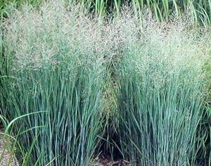 Vingergras Panicum virgatum 'Heavy Metal'