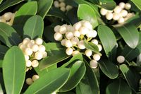 Skimmia
