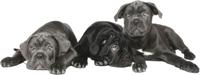 Muursticker - Honden Cane corso