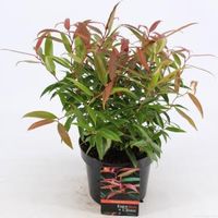 Druifheide (Leucothoe keiskei “Burning Love” PBR) heester - 20-25 cm - 6 stuks