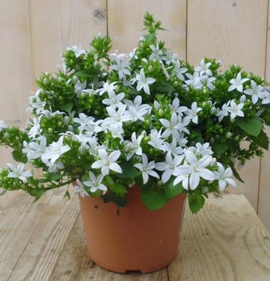 2 stuks! Campunala White Star - Warentuin natuurlijk
