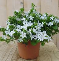 2 stuks! Campunala White Star - Warentuin natuurlijk