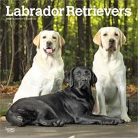 Labrador Retriever Mixed Kalender 2026