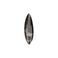 Orthoceras Punt (13 - 16 cm) Orthoceras Punt (13 - 16 cm)