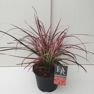 Lampenpoetsersgras (Pennisetum advena "Fireworks") siergras - In 3 liter pot - 1 stuks