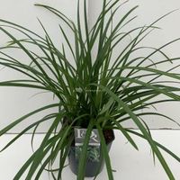 Zegge (Carex "Irish Green") siergras - In 5 liter pot - 1 stuks - thumbnail