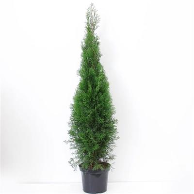Thuja occidentalis Brabant 125-150 cm Conifeer - Warentuin natuurlijk