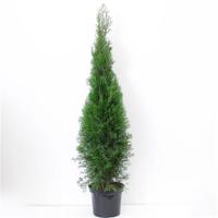 Thuja occidentalis Brabant 125-150 cm Conifeer - Warentuin natuurlijk