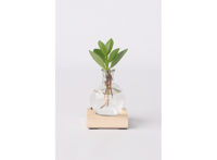 Mini Clusia plant in glas met LED verlichting - Hydroponie