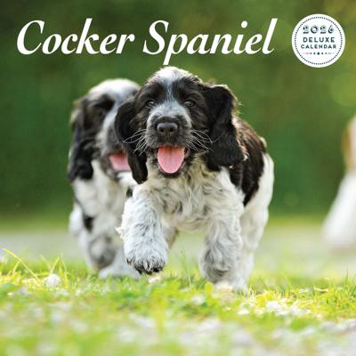 Engelse Cocker Spaniel Kalender 2026 Deluxe