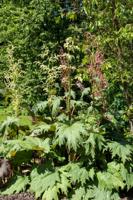 Russische sier rabarber