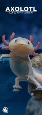 Axolotl Slimline Kalender 2026