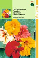 Tropaeolum Glorious Gleam Dubbelbl. - Hortitops