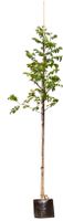 2 stuks! Gewone walnotenboom Juglans regia h 250 cm st. omtrek 8 cm st. hoogte 170cmboom - Warentuin Natuurlijk