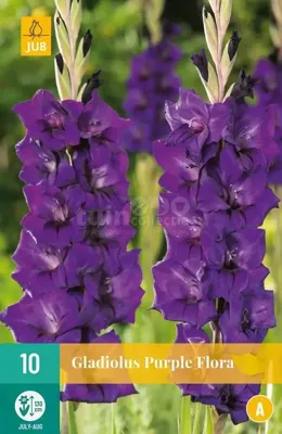 Bloembollen Gladiolus Purple Flora 10st