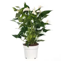 Kamerplant Anthurium Sierra White 'Flamingo plant'