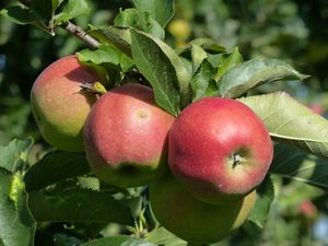 Hoogstam dikke Appelboom