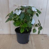 3 stuks! Vlijtig liesje enkelbloemig wit zomerbloeier Impatiens Walleriana Warentuin Natuurlijk - Warentuin natuurlijk