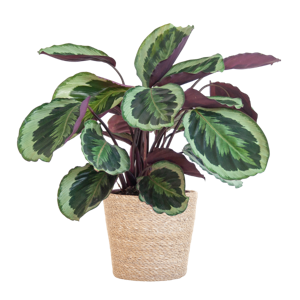 Calathea Medaillon met Sofia mand naturel - 65cm - Ø21
