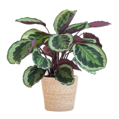 Calathea Medaillon met Sofia mand naturel - 65cm - Ø21