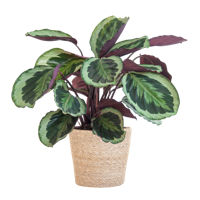 Calathea Medaillon met Sofia mand naturel - 65cm - Ø21 Calathea Medaillon met Sofia mand naturel - 65cm - Ø21