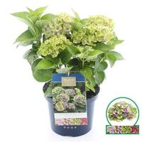 Hydrangea Macrophylla "Magical Amethyst Blauw"® boerenhortensia - 30-40 cm - 1 stuks - thumbnail