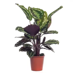 Kamerplant Calathea Medallion