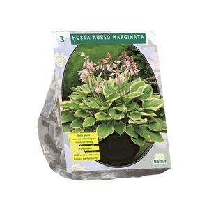 Hosta