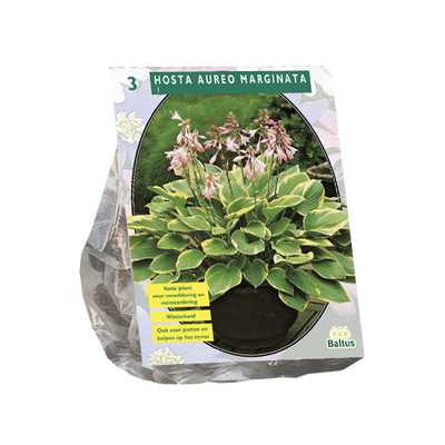 Hosta