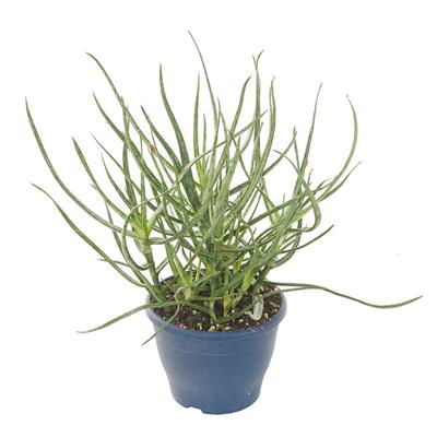Aloe Bakeri - P 14 cm