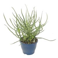 Aloe Bakeri - P 14 cm