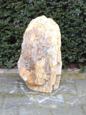 Fossiel Hout MA23-5, 51 cm