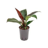Philodendron imperial red S hydrocultuur plant - thumbnail