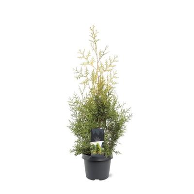 Thuja occidentalis Salland 60-80 cm Conifeer - Warentuin natuurlijk