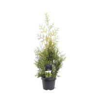 Thuja occidentalis Salland 60-80 cm Conifeer - Warentuin natuurlijk