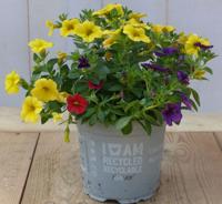 3 stuks! Perkplant Mini petunia million bells mix kleuren Warentuin Natuurlijk - Warentuin natuurlijk